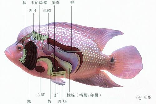 罗汉鱼不吃鱼食是什么病,罗汉鱼生病不吃食是怎么回事
