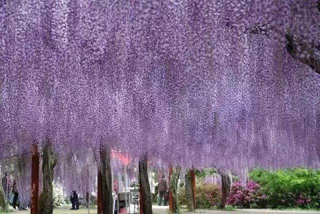 日本樱花之旅,日本紫藤之旅