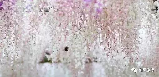 日本樱花之旅,日本紫藤之旅