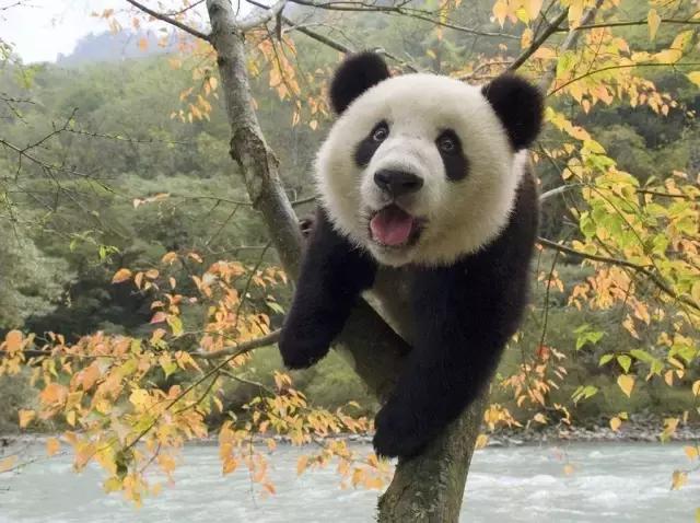 熊猫的萌态有多可爱,熊猫是软萌无害的吗