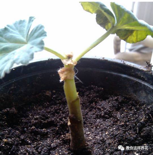 虎尾兰烂根后的花盆和土还能用吗,虎尾兰枯萎了