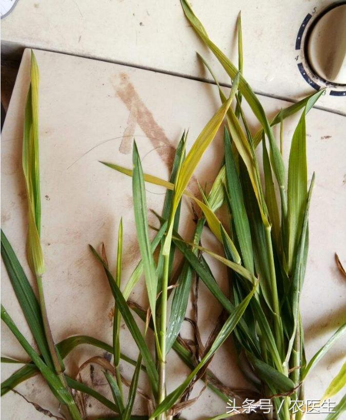 蒜病毒病怎么治,大蒜疫病和叶枯病怎样防治