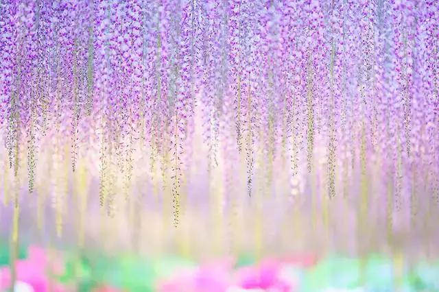 日本樱花之旅,日本紫藤之旅