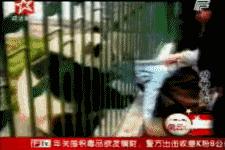 熊猫的萌态有多可爱,熊猫是软萌无害的吗