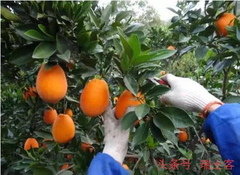 明年农业有哪些商机可以做,农业十大风口商机