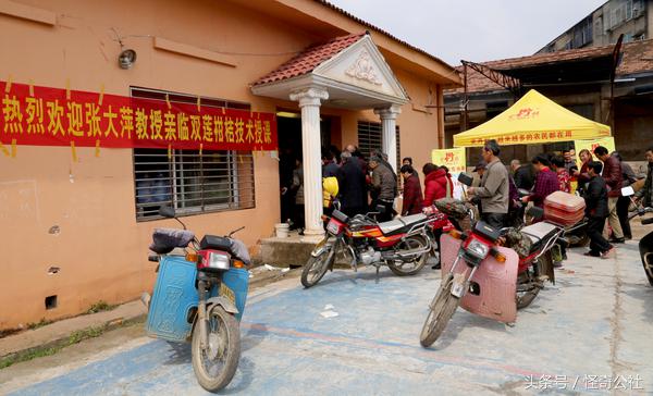 柑橘夏梢怎么防虫害,柑橘果树除虫最有效的方法