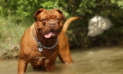 狗狗过敏性皮炎的治疗,狗狗皮炎怎么治疗最有效