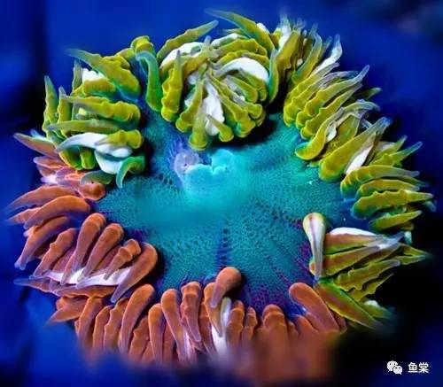 珊瑚发白是不是营养太低了,珊瑚的种类和长相