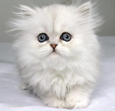 盘点那些最厉害的猫咪,最受欢迎的猫咪品种排行榜前十名