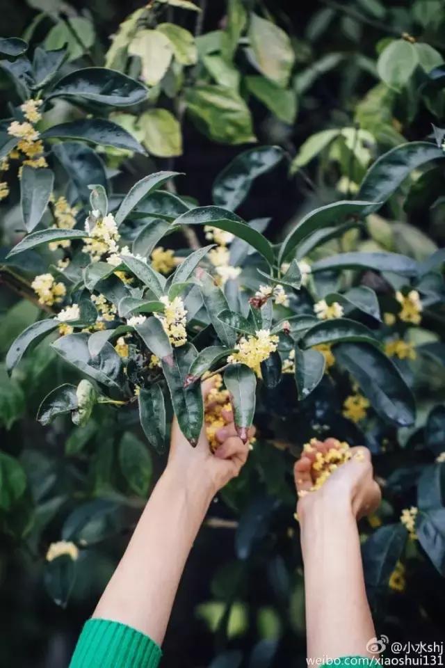 她是“成都第一私房菜美女老板”，与李易峰合作，和方大同录节目