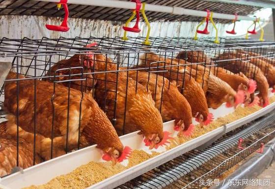 养鸡肠道球虫怎么防治,怎么预防鸡小肠球虫病