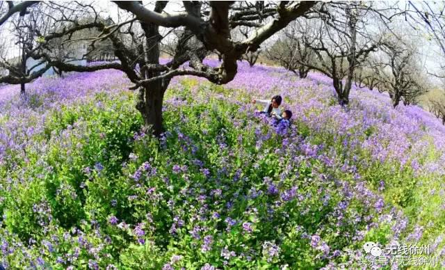 徐州桃花美景,徐州春天又见美好游玩