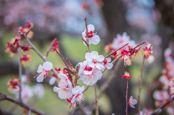 樱花烂漫几多时完整版,日本樱花节赏樱攻略视频大全