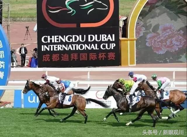 走！明天去成都温江看世界顶级赛马（内附观赛攻略）