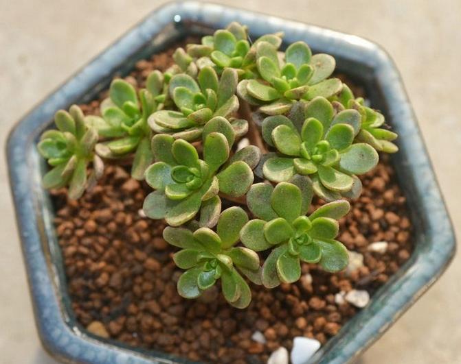 多肉防小人,多肉植物招小白虫怎么防治