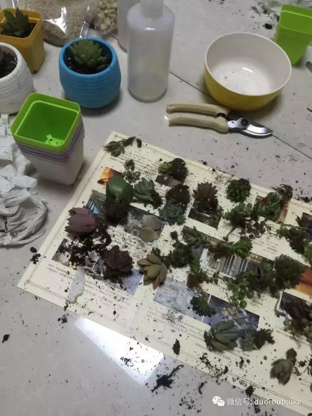 多肉为什么比较坑,多肉基础知识详解