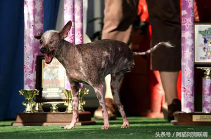 世界最丑的狗品种排名,长得最丑的狗叫什么