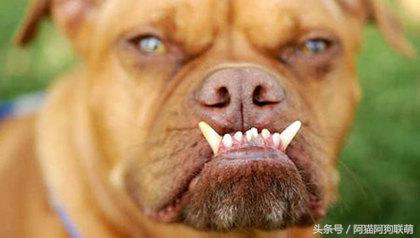 世界最丑的狗品种排名,长得最丑的狗叫什么
