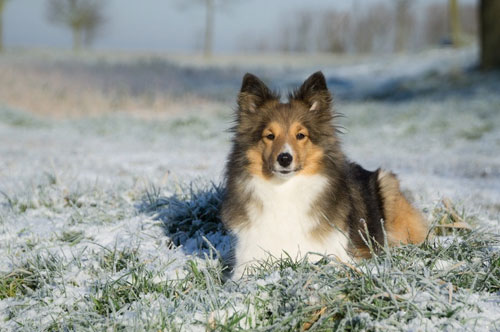 犬生产小狗注意事项,小型犬生产后怎么护理