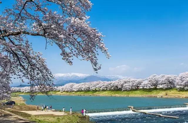 正逢樱花烂漫,何必远行带上这份攻略带你去赏樱