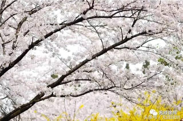 徐州桃花美景,徐州春天又见美好游玩