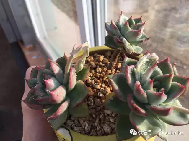 多肉为什么比较坑,多肉基础知识详解