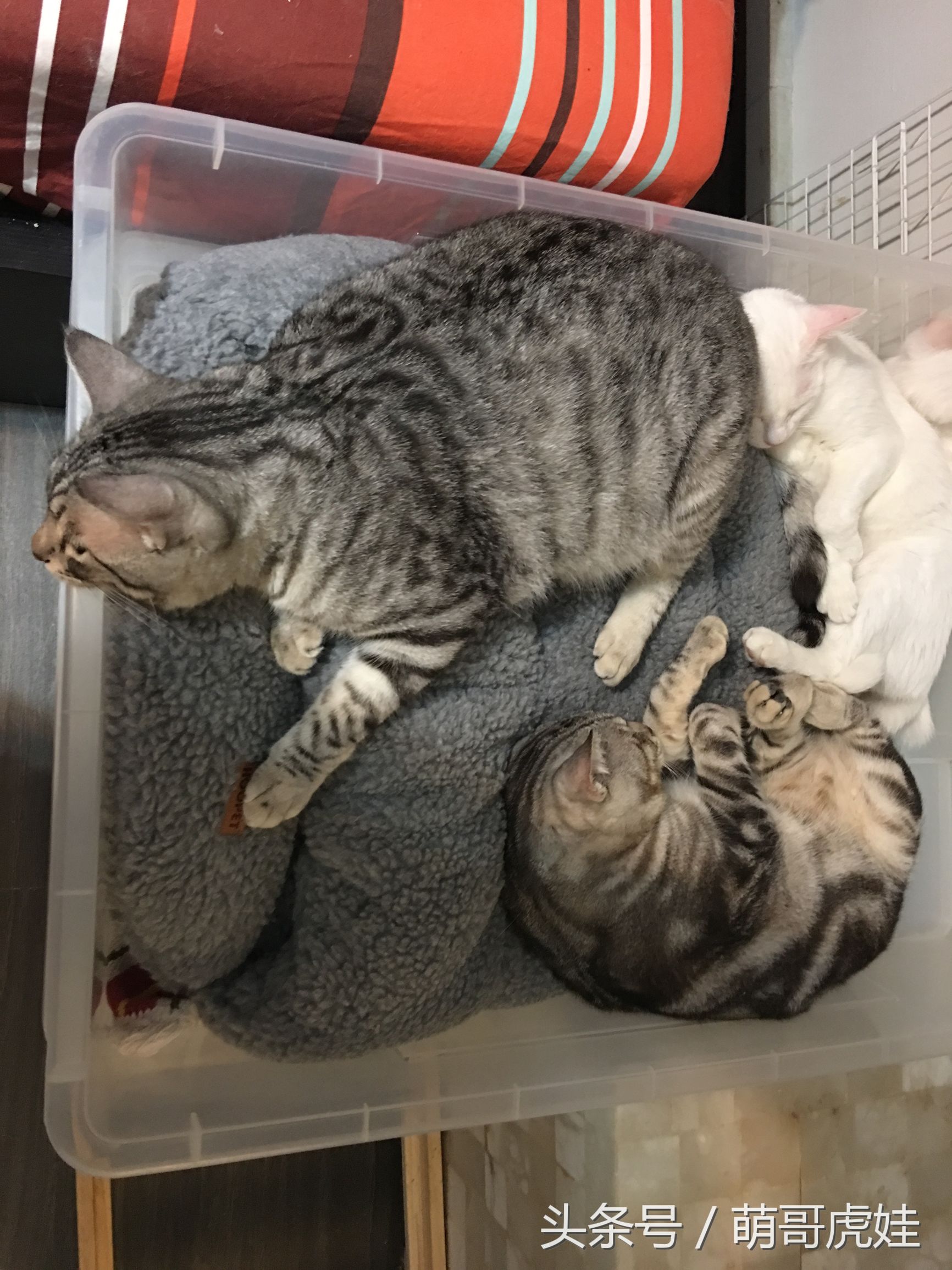 盘点喵星人睡觉被吓一跳的反应,喵星人和铲屎官的日常