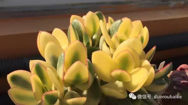 多肉为什么比较坑,多肉基础知识详解