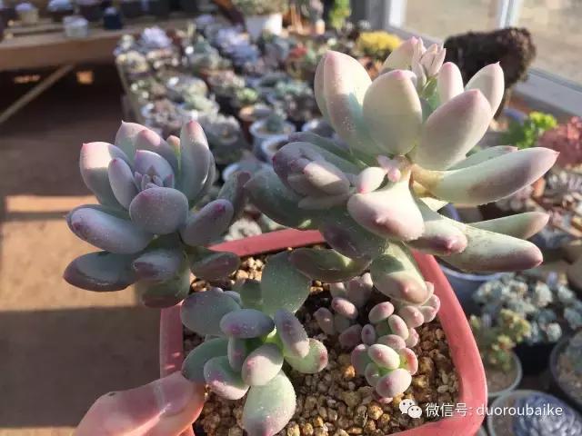 多肉为什么比较坑,多肉基础知识详解