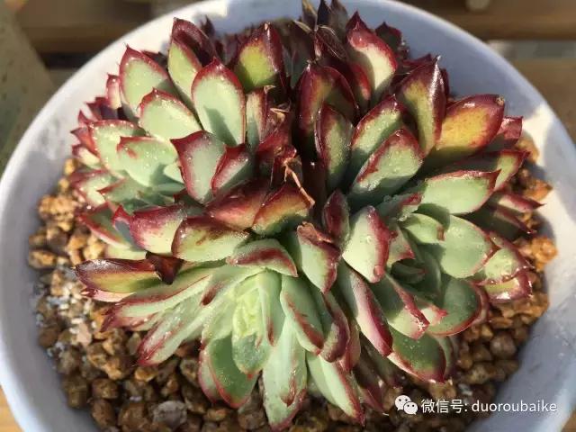 多肉为什么比较坑,多肉基础知识详解