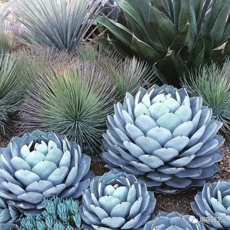 美国109岁老奶奶,109岁奶奶美国