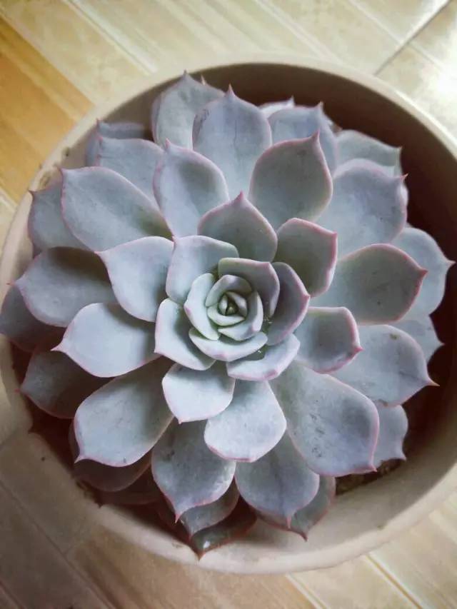 王者荣耀英雄pk古代英雄,王者荣耀遇到多肉阵容怎么办