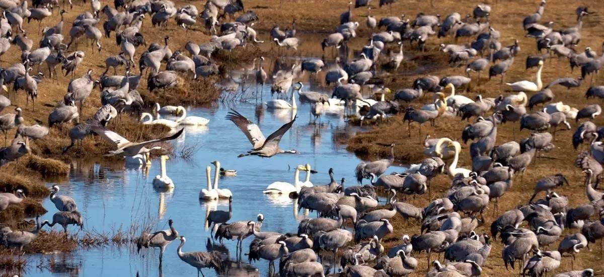 鏄ョ敯鑺辫姳鏃ュ父,鏄ョ敯鑺辫姳鑻辫