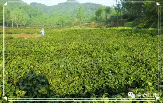 信阳周边两天一夜旅游推荐,五一信阳周边游玩攻略两天一晚