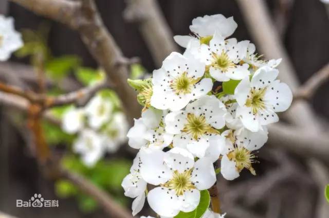 贵州看花好去处推荐,贵州春天哪里的花最美