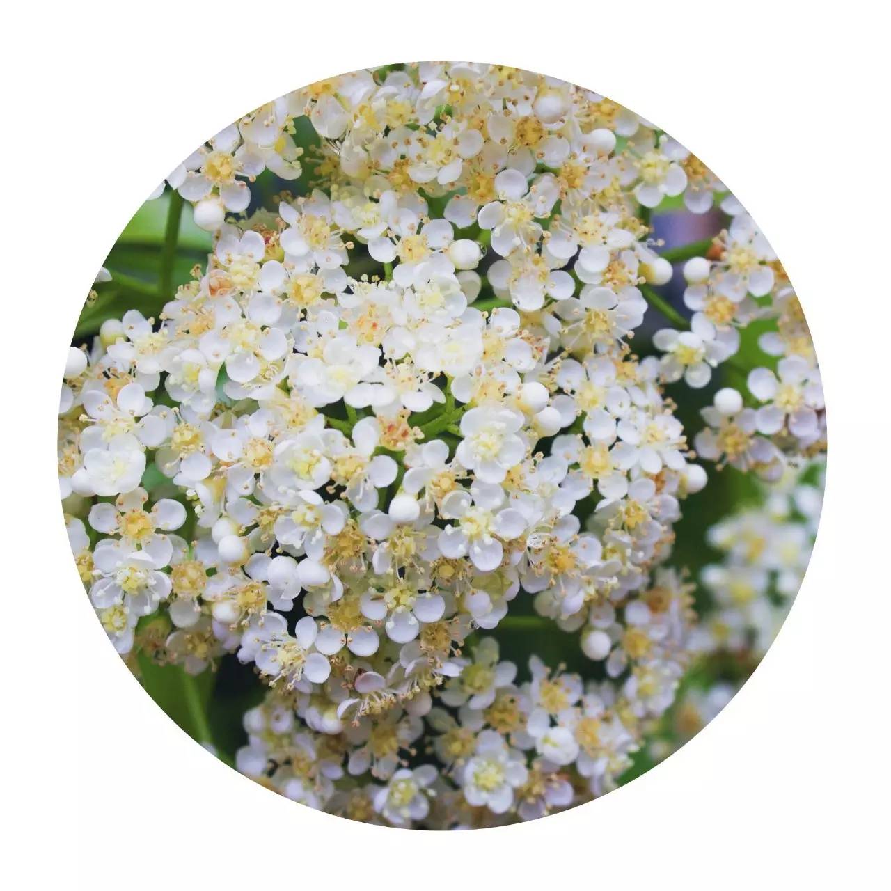 校园开启.avi模式，全因那石楠花开