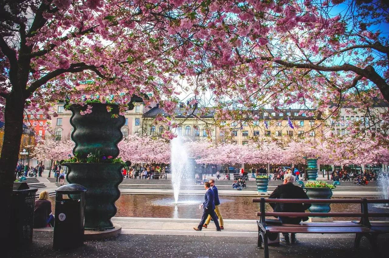 鏄ョ敯鑺辫姳鏃ュ父,鏄ョ敯鑺辫姳鑻辫