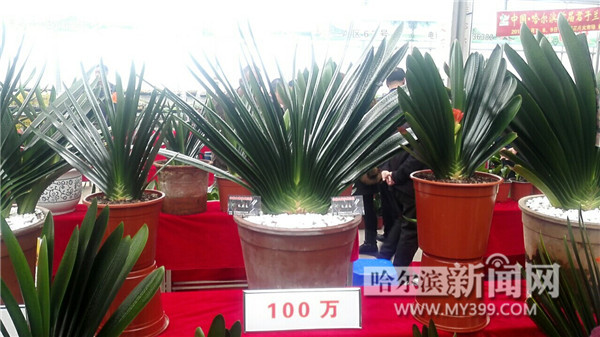 天价君子兰价格表,天价君子兰再战江湖