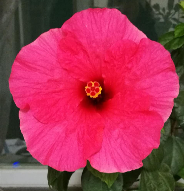 等一株花开的诗句,等一棵开花结果的树唯美句子