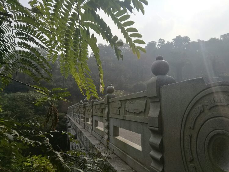 到中山的千年古刹古香林寺旧址周边山林探秘，感觉大自然太美啦