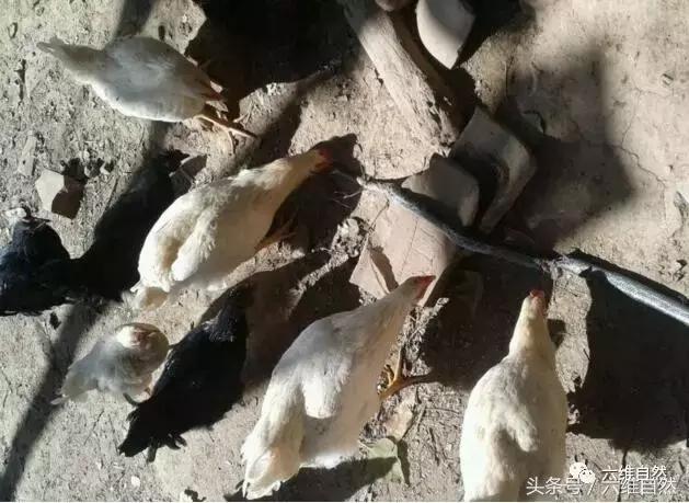 蟒蛇钻进鸡窝吞食整只鸡,蛇进鸡窝咬死鸡是什么征兆