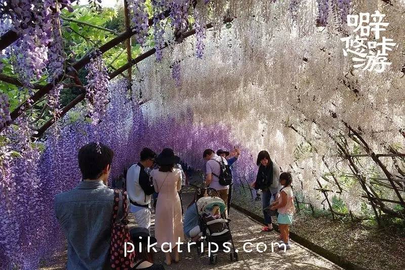 日本赏樱花最美的地方,日本春天看樱花攻略