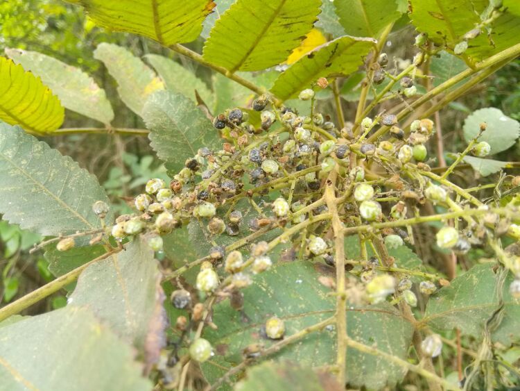 到中山的千年古刹古香林寺旧址周边山林探秘，感觉大自然太美啦