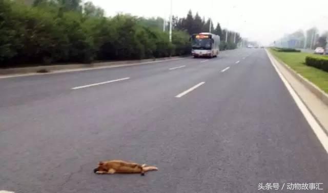 路上遇到被撞死的小动物怎么处理,高速上看到被撞死的小动物怎么办