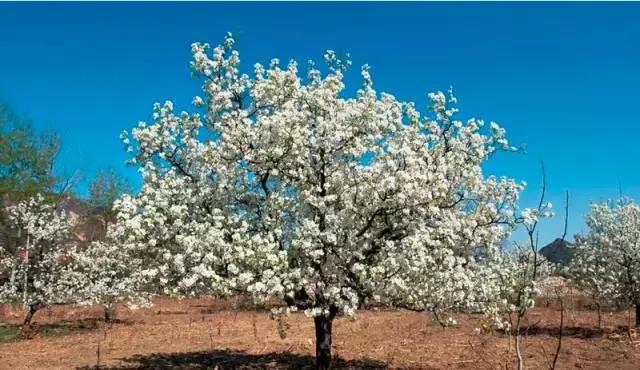 美爆了春天好去处,天津春天赏花的地方有哪些推荐