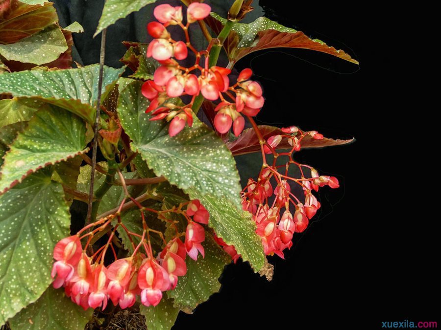 紫吊兰的养殖方法,紫吊兰的养殖方法图片