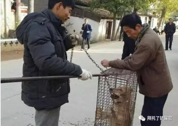 日本土狗为什么那么可爱,日本土狗是柴犬还是秋田犬
