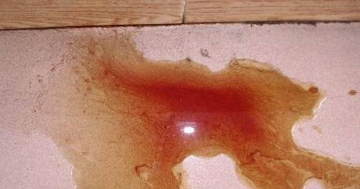 狗狗吃葡萄如何才能保住他的狗命,我家的狗狗养了四年差点死了