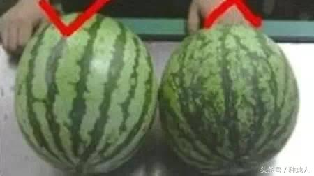 瓜农如何辨别西瓜是否成熟,如何看西瓜生瓜
