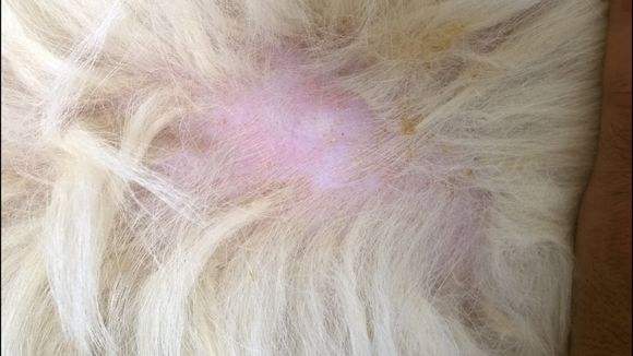 狗狗常见皮肤病及治疗方法,狗狗常见的皮肤病该怎么治